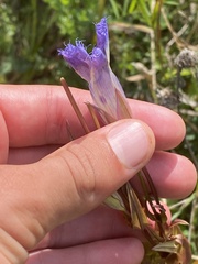 Gentianopsis crinita