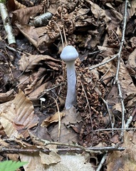 Amanita bisporigera