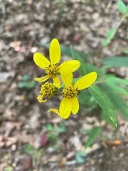Helianthus microcephalus