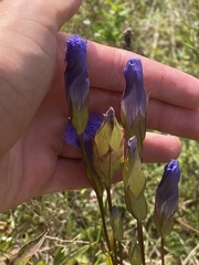 Gentianopsis crinita