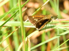 Polites themistocles