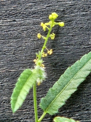 Tragia ramosa