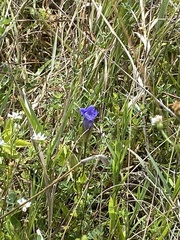 Gentianopsis crinita