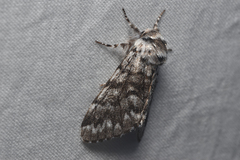 Panthea virginarius