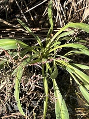 Tripolium pannonicum