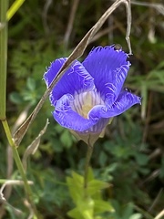 Gentianopsis crinita