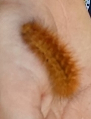 Phragmatobia fuliginosa