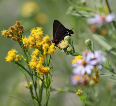 Atlides halesus