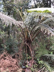 Cyatheales