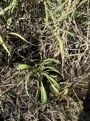 Tripolium pannonicum