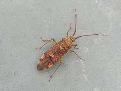 Pantilius tunicatus