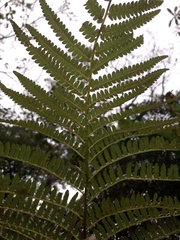 Cyatheales