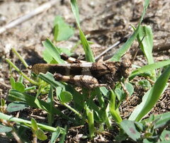 Oedipoda