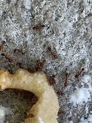 Pheidole dentata