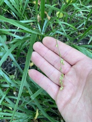 Diarrhena obovata