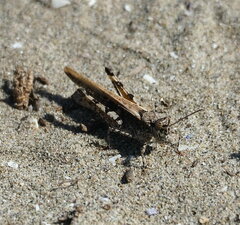 Acrotylus