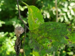 Pachypsylla