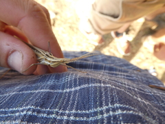 Acrida turrita