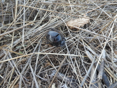 Scarabaeus laticollis