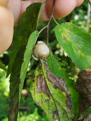 Pachypsylla