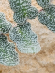 Astrolepis cochisensis