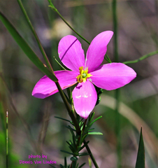 Sabatia grandiflora