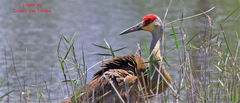 Antigone canadensis pratensis