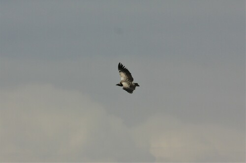 White-backed Vulture