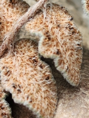 Astrolepis cochisensis