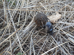 Scarabaeus laticollis