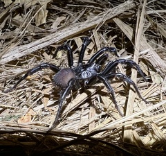 Antrodiaetus pacificus