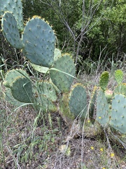 Opuntia lindheimeri
