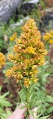 Solidago lepida