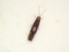 Hydroptilidae