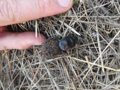 Scarabaeus laticollis