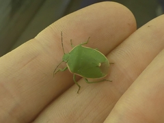 Chlorochroa persimilis