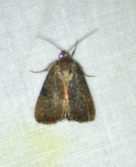Galgula partita