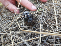 Scarabaeus laticollis