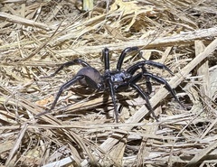 Antrodiaetus pacificus