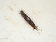Hydroptilidae