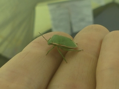 Chlorochroa persimilis