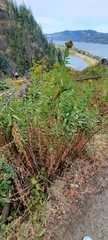 Solidago lepida