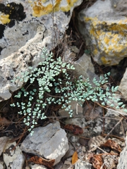 Argyrochosma microphylla
