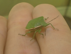 Chlorochroa persimilis