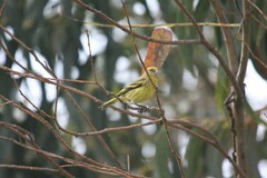 Serinus flavivertex