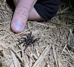 Antrodiaetus pacificus