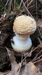 Amanita