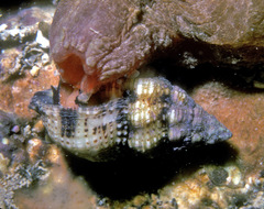 Peristernia chlorostoma
