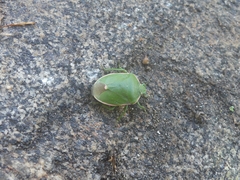 Chlorochroa persimilis