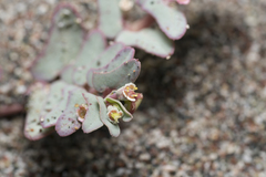 Euphorbia peplis